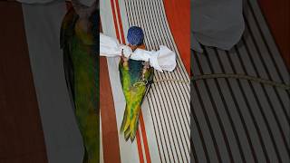 Rainbow lorikeet playing birds shortsviral shortvideo shorts lorikeetparrotlorikeetparrot [upl. by Derriey]