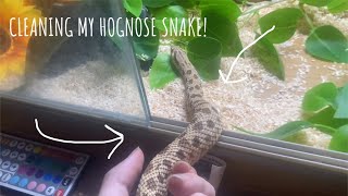 SETTING UP MY HOGNOSE ENCLOSURE [upl. by Shellie320]