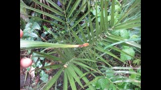 Phoenix canariensis palm with spear pull [upl. by Harriott226]