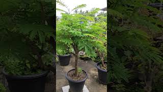 gulmohar bonsai 😍 bonsai indoorplantplantnursery gulmoharcity gardenflowerplants [upl. by Davide980]