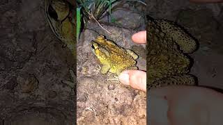 funny catching a jumping frog is fun😆 l catching a flying toad l Hahaha🤗🤣🤏 [upl. by Richey]