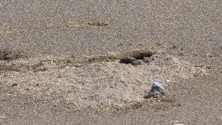 horneyed ghost crab Ocypode ceratophthalmus digging a hole [upl. by Arakaj]