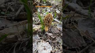 Morchella Esculenta March 2024 asmr asmrmushrooms morrel mushroomhunting morcheln morchella [upl. by Nimzaj]