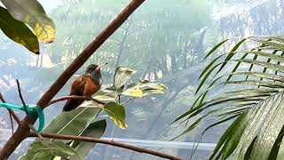 Hummingbird Aviary SpectacularSan Diego Zoo 4k with Relaxing Music [upl. by Hanforrd]