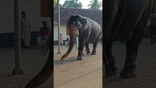 ഇതിന്റെ പാപ്പാൻ എവിടെയാണാവോ  😂 keraleeyan elephant aana [upl. by Doggett]