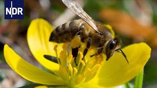 Imkerei Mit Herz und Seele für die Bienen  die nordstory  NDR Doku [upl. by Notsag45]