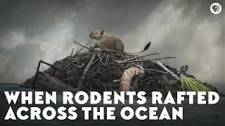 When Rodents Rafted Across the Ocean [upl. by Ayhdiv]