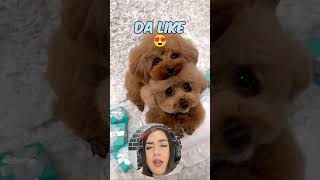 QUAL CACHORRO VOCÊ ESCOLHE 🐶humor shorts [upl. by Rovaert]