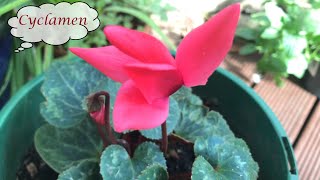 Grow Cyclamen [upl. by Aital]