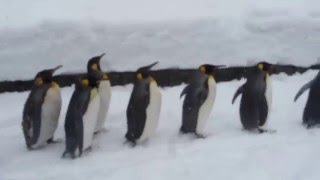 คลิปสุดฮา เพนกวินน้อยสไลด์พุงไปมา ที่ฮอกไกโด Penguins sliding their bellies in Hokkaido [upl. by Atilem]