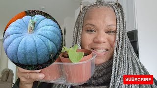 HOW TO GROW BLUE JARRAHDALE PUMPKINS [upl. by Adnoek991]