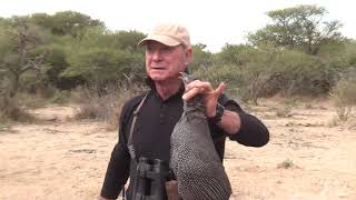 Cazando gallinas con una 9 mm nueva modalidad de caza… [upl. by Tullusus]