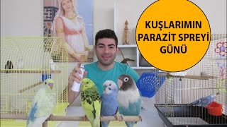 Kuşlarımın Parazit Spreyi Günü [upl. by Meave]