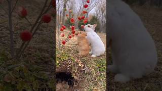 Cute rabbit 🐇 eating Berrys 🍓 bunny rabbit shorts cute shortvideo [upl. by Grassi]