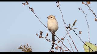 Daurian Shrike [upl. by Euqilegna42]