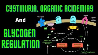 USMLE Step 1  Lesson 66  Cystinuria Organic Acidemias and Glycogen Regulation [upl. by Leopold]