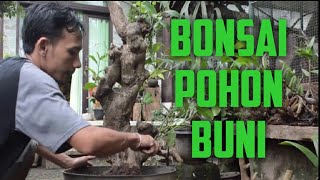 Membuat Bonsai dari tanaman pohon Buni [upl. by Ednutabab333]