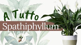 Spatifillo  cura e coltivazione  spathifyllum [upl. by Penman892]