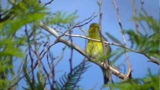 Canary Islands wild canary [upl. by Elurd]