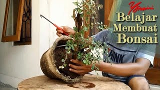 Potting Bonsai SidogurihHokianti Fukien Tea [upl. by Samson]