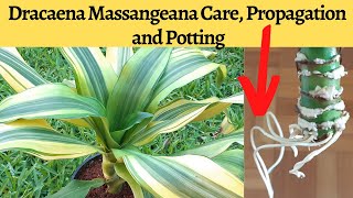 Dracaena Fragrans Plant Care Propagation and Potting [upl. by Ahseiyt]