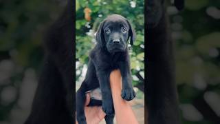 lab dog black 🖤 male and female available  classic pets Shop petshop shorts lapdog doglover [upl. by Pravit762]