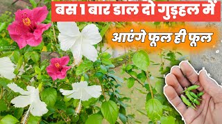 gudhal ke paudhe par jyada phool kaise paye  gudhal ke paudhe ki dekhbhal  gudhal plant [upl. by Cathryn]