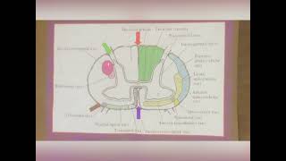 Ascending Tracts in the Spinal cord Part 1 [upl. by Zippel]