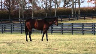 Leading Freshman Sire of 2014 Quality Road [upl. by Carisa442]