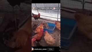 Subcribe my channel 🐶 🐔 dank memes funny comedy [upl. by Falconer]