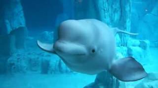 Beluga at the Oceanografic  Aquarium in Valencia [upl. by Cozmo413]