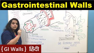 GI Walls in Hindi  Gastrointestinal Walls  Nursing Lecture [upl. by Adnwahsor974]