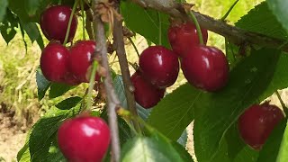 cherry 🍒🍒🍒🍒🍒🍒 variety available in our orchard detailed information orchard  cherry shimla [upl. by Aehsila309]