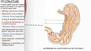 ANATOMIE FMPM ESTOMAC [upl. by Garber521]