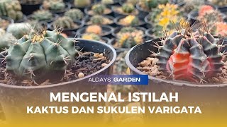 Mengenal Istilah Varigata pada Tanaman Kaktus dan Sukulen 🌵 [upl. by Orit]