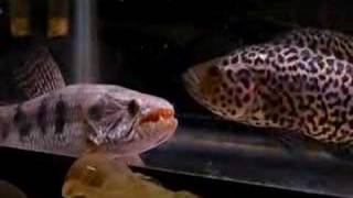 Wolffish vs Jaguar Cichlid [upl. by Naujahs457]