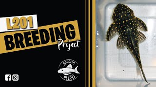 Breeding series  L201 project [upl. by Hole]