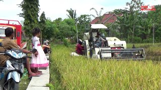 KOMBI SAWAH MENJADI TONTONAN GRATIS DI MASA PANDEMI [upl. by Darmit]