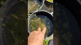 Ricefish Tub Updates aquariumfish fishkeeping fishbreeding [upl. by Yddor615]