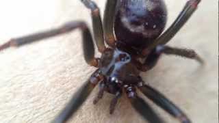 Spider Phobia Close Up [upl. by Noraed]