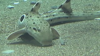 エパウレットシャーク Epaulette shark hemiscyllium ocellatum [upl. by Oynotna]