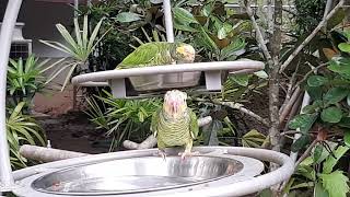 Yellowfaced Parrot  Bird Paradise Singapore [upl. by Lleze]