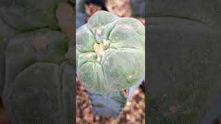 銀冠玉 Lophophora fricii 2024 10 19 ＃shorts [upl. by Nawk660]