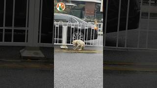 Rescue the abandoned dog in the middle of the road pets doglover rescuedog [upl. by Clarie924]