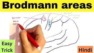 Brodmann areas of cerebral cortex  Easy trick in hindi  Functional areas of brain [upl. by Sandro]