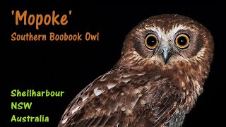 Southern Boobook Owl [upl. by Allenotna]