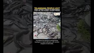 Locals loot fish after truck overturns in Mahabubabad aroundme aroundmenews [upl. by Rehpotsrik]