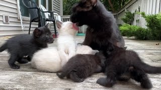 Black Cat Blackie Licks Each Of Her Black amp White Babies On The Kitten Pile [upl. by Leon414]