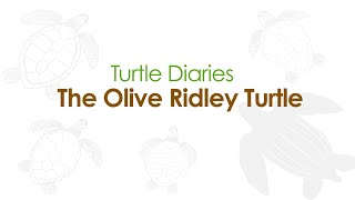 Turtle Diaries  Olive Ridley  Educational Clip  English [upl. by Sucramel]