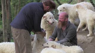 PASTORE MAREMMANO ABRUZZESE allevamento cani da guardiania AntiLupo del Dott Capogrosso Dario [upl. by Igig]